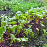 Pravilna sadnja sjemena repe na otvorenom tlu